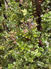 Metrosideros perforata