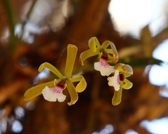 Encyclia microbulbon