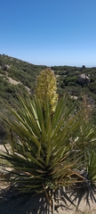 Yucca schidigera