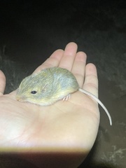 Chaetodipus hispidus