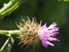 Centaurea seridis maritima