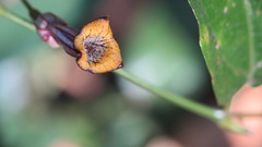 Aristolochia praevenosa