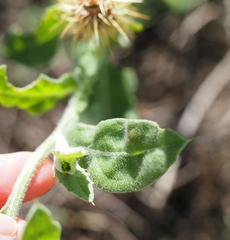 Centaurea seridis maritima