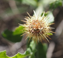 Centaurea seridis maritima