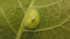 Phylloxera notabilis