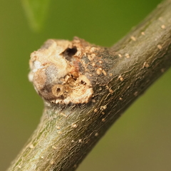 Pachypsylla celtidisgemma