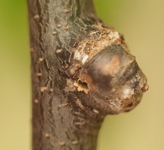 Pachypsylla celtidisgemma