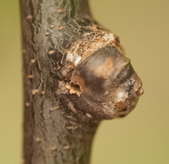 Pachypsylla celtidisgemma