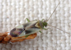 Orthotylinae
