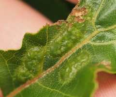 Melikaiella ostensackeni