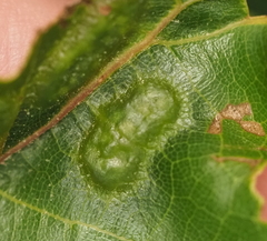 Melikaiella ostensackeni