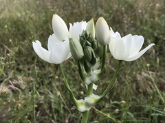 Ornithogalum arabicum