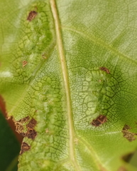 Melikaiella ostensackeni