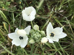 Ornithogalum arabicum