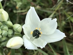 Ornithogalum arabicum
