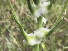 Ornithogalum arabicum