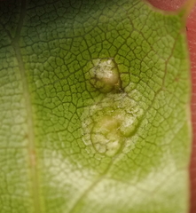 Melikaiella ostensackeni