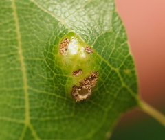 Melikaiella ostensackeni