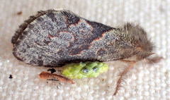 Phymatopus hectoides