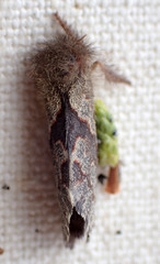 Phymatopus hectoides