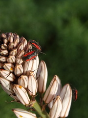 Dionconotus neglectus