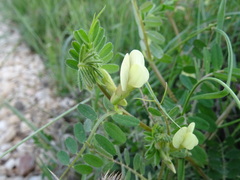 Vicia hybrida