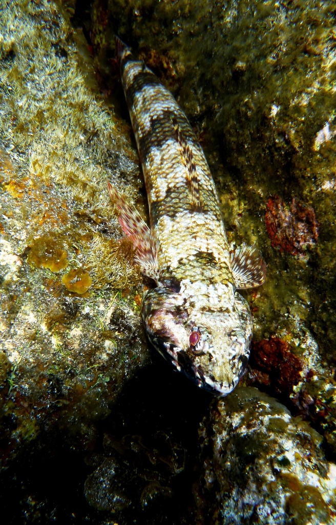 Rapanui Lizardfish
