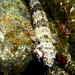 Rapanui Lizardfish - Photo (c) Maibe Hermoso, some rights reserved (CC BY-NC), uploaded by Maibe Hermoso