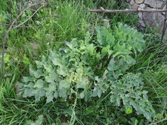 Opopanax chironium