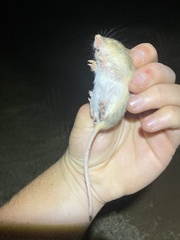 Chaetodipus hispidus