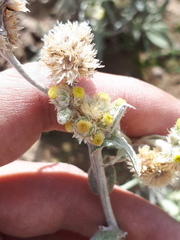 Pseudognaphalium leucopeplum