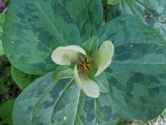 Trillium discolor