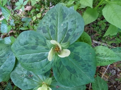 Trillium discolor