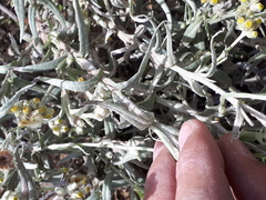 Pseudognaphalium leucopeplum