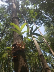 Drynaria quercifolia