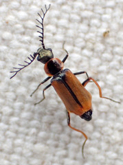 Malachius mirandus
