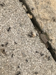 Messor barbarus