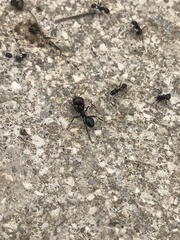 Messor barbarus