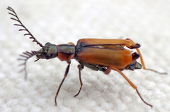 Malachius mirandus