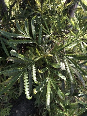 Lyonothamnus