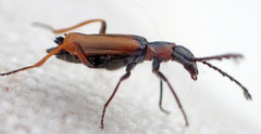 Malachius mirandus