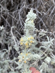 Buddleja utahensis