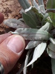 Pseudognaphalium leucopeplum