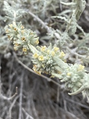 Buddleja utahensis