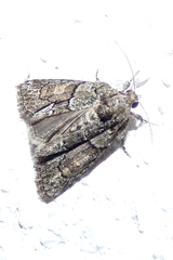 Cryphia fraudatricula