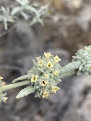 Buddleja utahensis