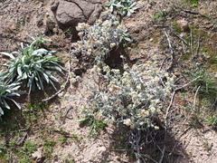 Pseudognaphalium leucopeplum