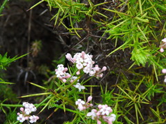 Asperula hirsuta