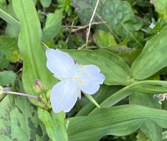Tradescantia ozarkana