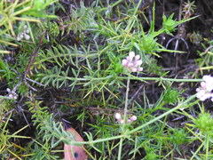 Asperula hirsuta